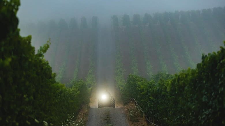 Foggy vineyard with tractor