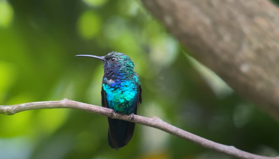 The hummingbird was unobserved for 64 years before a rare photograph caught the animal in 2010, researchers said.