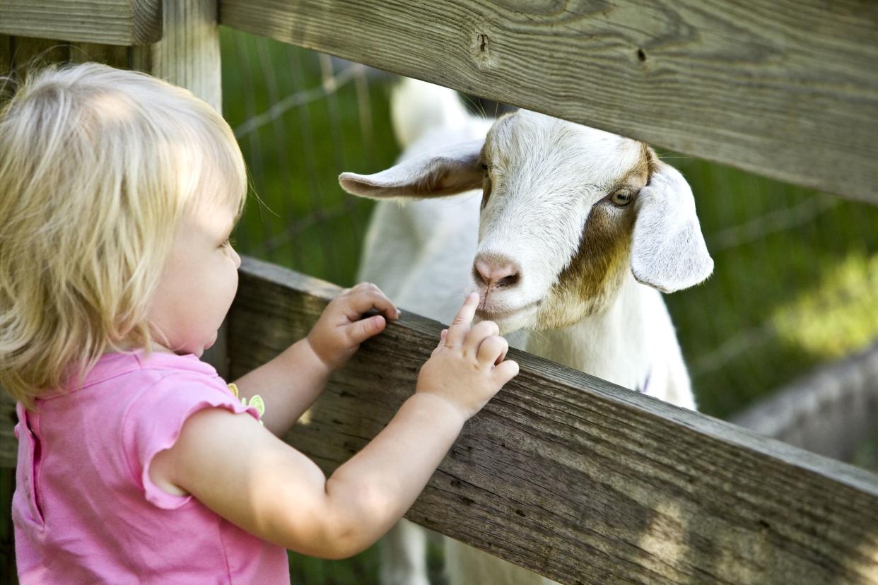 child petting goat in petting zoo