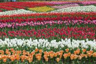 <p>Tulip field in Gujo, Japan // May 12, 2012</p>