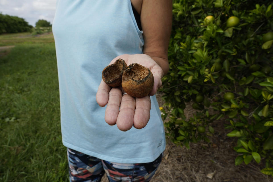 Kim Dillon, manager at Ben & Ben Becnel, Inc. shows damage from the recent drought and heatwave in one of their groves in Plaquemines Parish, La., Thursday, Sept. 28, 2023. Citrus farmers in the southeast corner of Louisiana are scrambling to protect and save their crops from salt water, which for months has polluted the fresh water they use for irrigation. A mass flow of salt water from the Gulf of Mexico continues to creep up the Mississippi river and threaten Louisiana communities water used for drinking, cooking and agriculture. (AP Photo/Gerald Herbert)