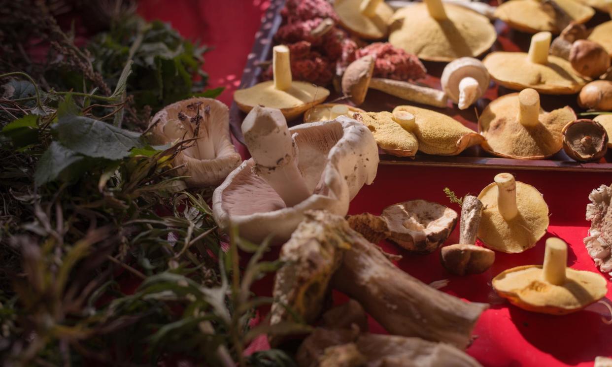 <span>Holland & Barrett says searches on its website for ‘functional mushrooms’ are up 50% on a year ago.</span><span>Photograph: Sarah Lee/The Guardian</span>