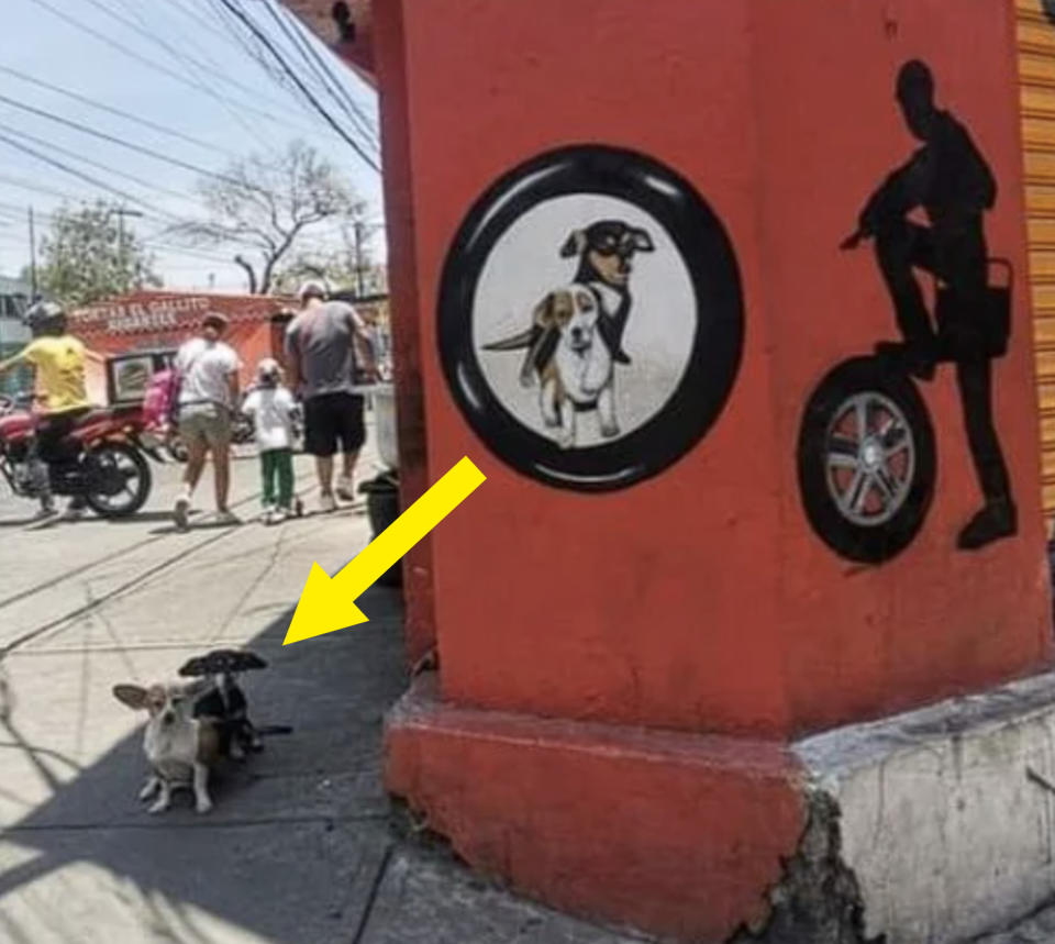 A small white dog with black spots sits on a sidewalk next to a painted mural of dogs and a person on a scooter on an orange wall. People are in the background