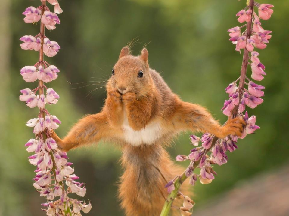 "Split" by Geert Weggen. Courtesy of Comedy Wildlife Photo Awards