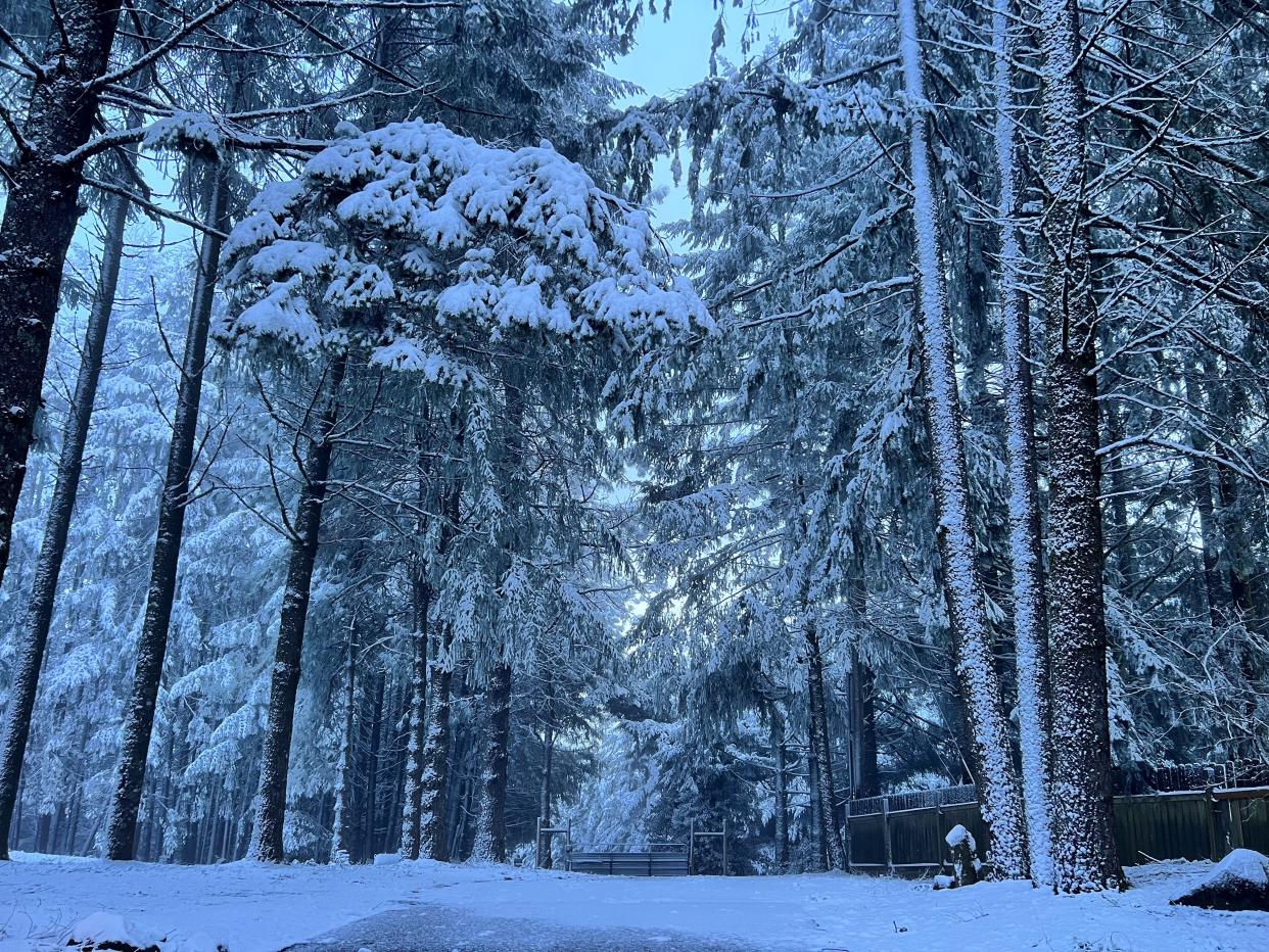 A picturesque view in the South Salem hills after residents wake up to snow Tuesday.