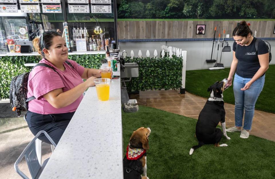 Nicole Fernandez, right, plays with her dog Champ as Darlene Tafoya, left, enjoys a hard cider with her mother Frances (not pictured) and beagle Tino at Bark indoor dog park and tap room in Modesto, Calif., Thursday, Oct. 19, 2023.