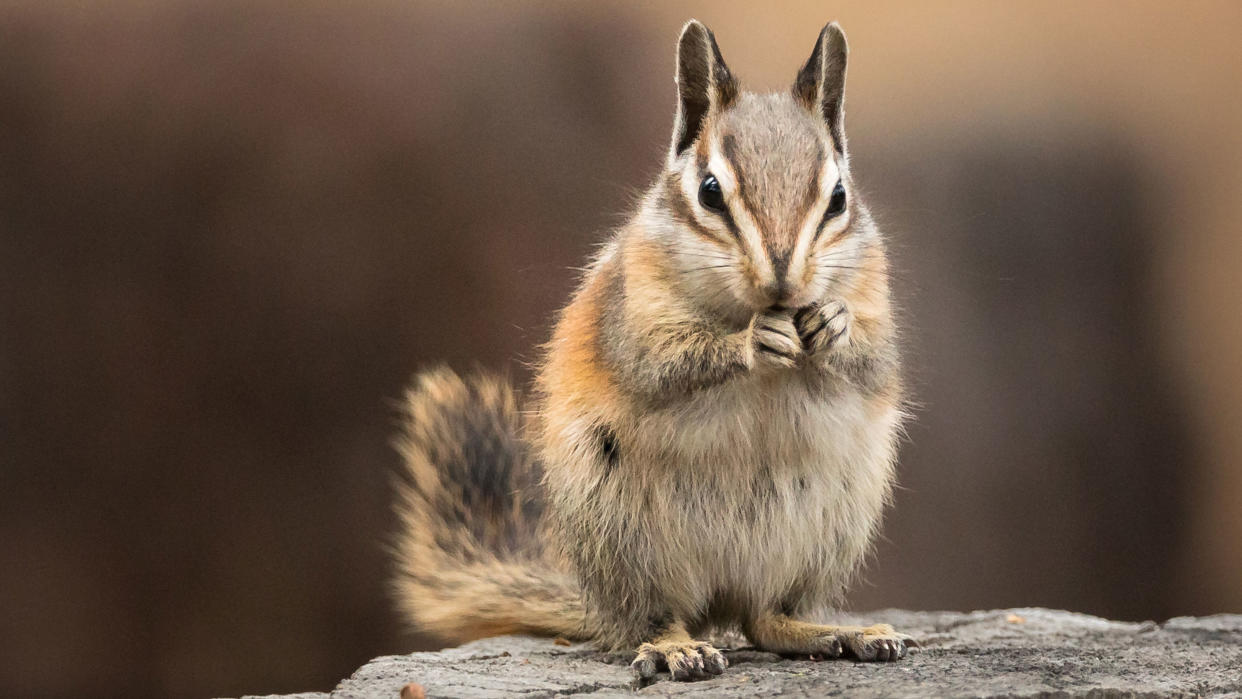  chipmunk 