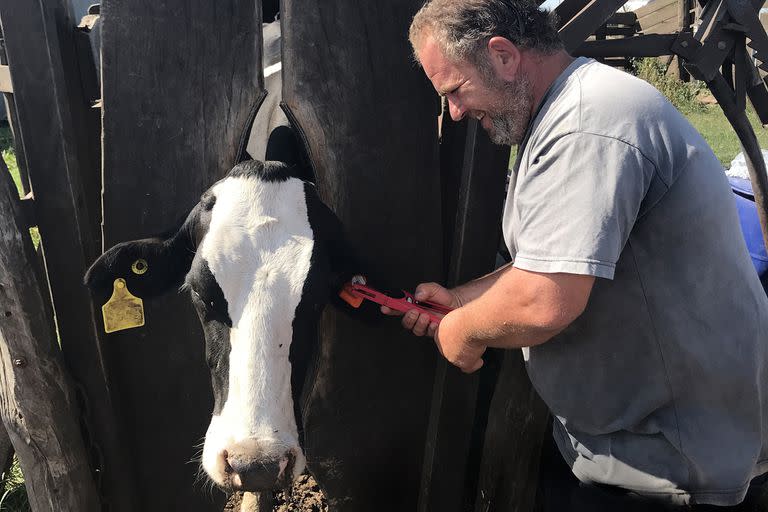 es una nota sobre Lecheria de precision las tecnologias que estan revolucionando la producción tambera. (Por ejemplo, sensores electronicos que permiten monitorear la calidad de la leche de las vacas o el la temperatura y el peso corporal de los animales)
CARAVANA PP en vacas
2022