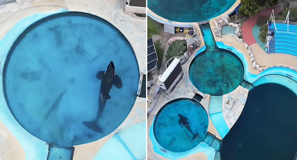 Two screenshots of Kshamenk navigating his tiny concrete tanks.