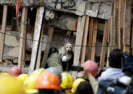 A rescue dog and its trainer stand outside a part of a collapsed school building during a search for students at the Enrique Rebsamen school after an earthquake in Mexico City, Mexico September 21, 2017. REUTERS/Jose Luis Gonzalez