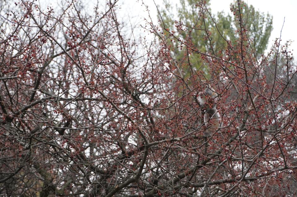 A squirrel enjoys Sargent crab apples at Chadwick Arboretum in Columbus.