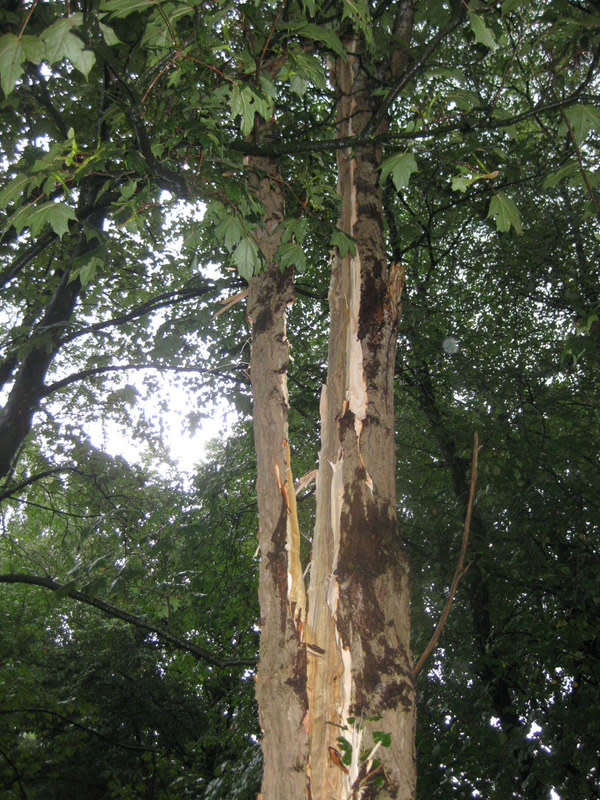 Lightning struck this tree in Germany causing it to explode. The signatures of the lightning and the tree explosion were detected by a nearby seismometer