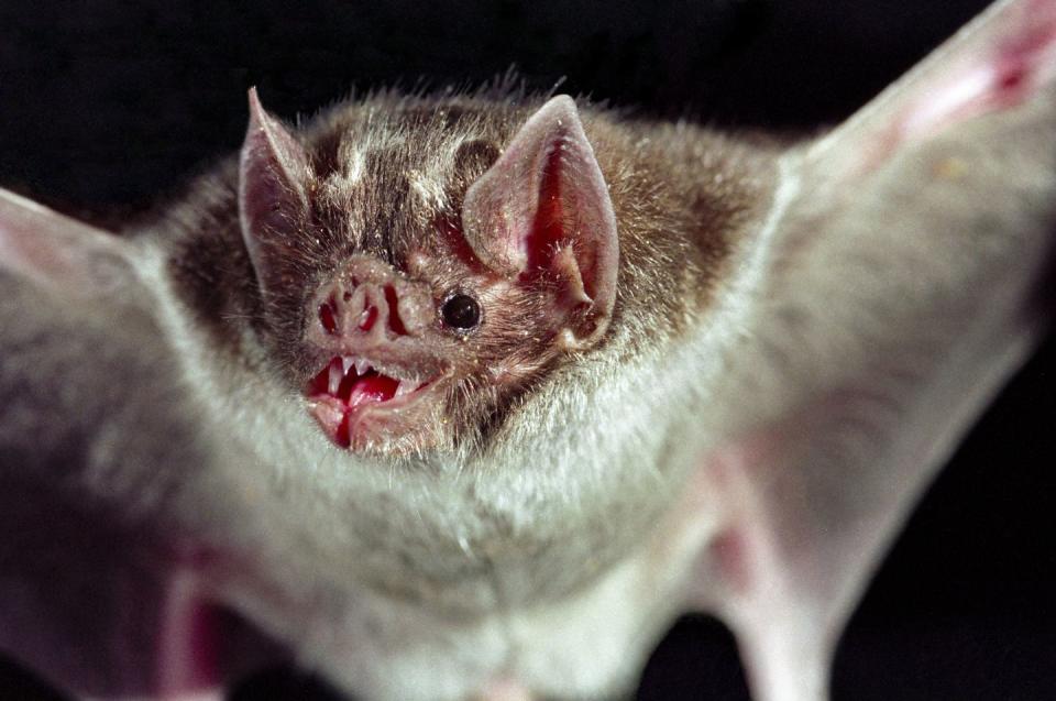 Vampire bats don't suck the blood from their prey.