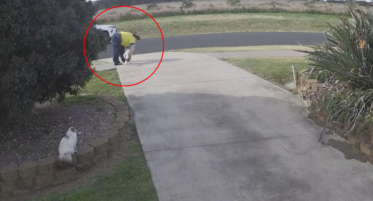 Aussie council worker ‘lures’ cat out of driveway before issuing owner 0 fine