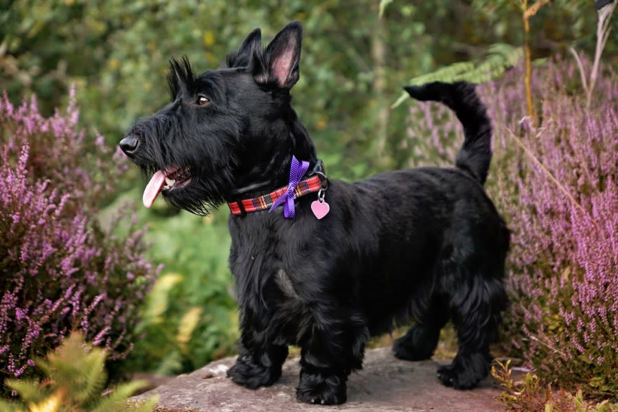 The file image shows a Scottish terrier. (Getty Images)