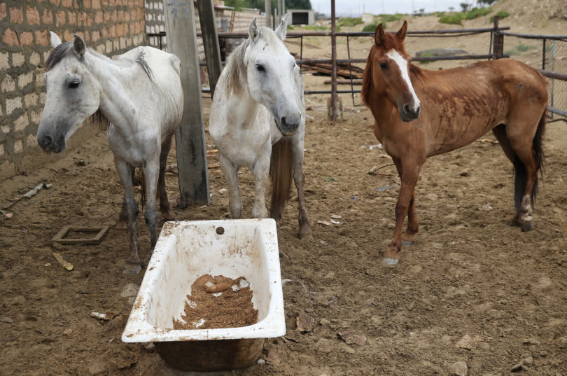 由於飼料缺乏，當地農民使用瓦楞紙箱混和飼料給馬匹食用。（圖／達志／路透社）