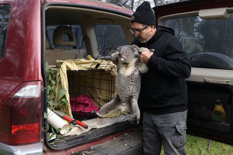 The Wider Image: From disease to bushfires, Australia's iconic koalas face bleak future