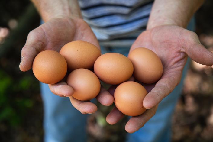Hands holding pasture-raised eggs
