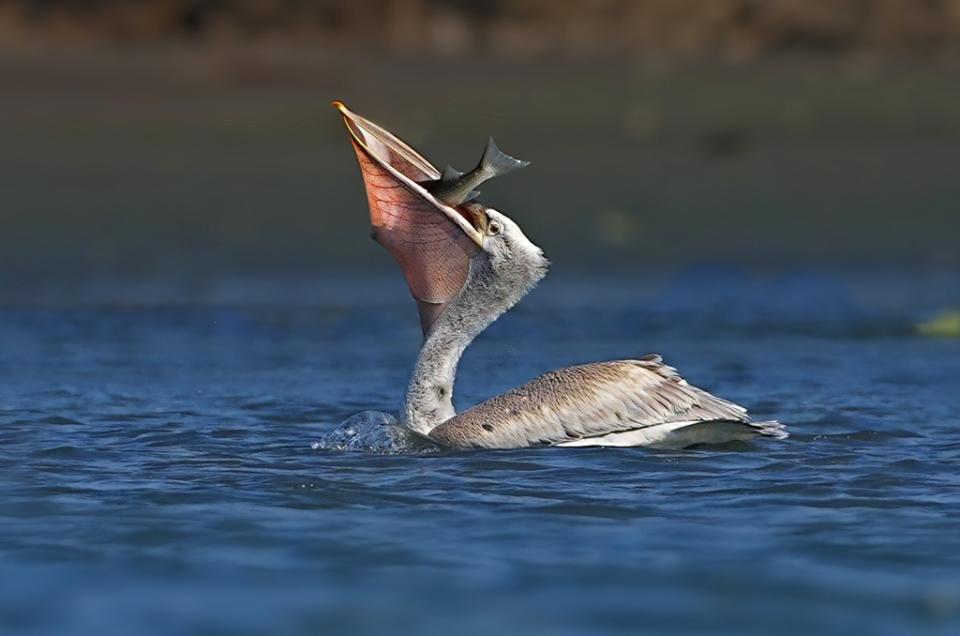 《圖說》大漢溪人工濕地保育改善水質有成，凸顯了水中魚群豐富，對全球鳥類、生物多樣性的重要性。〈Facebook「何花拔」專頁提供〉
