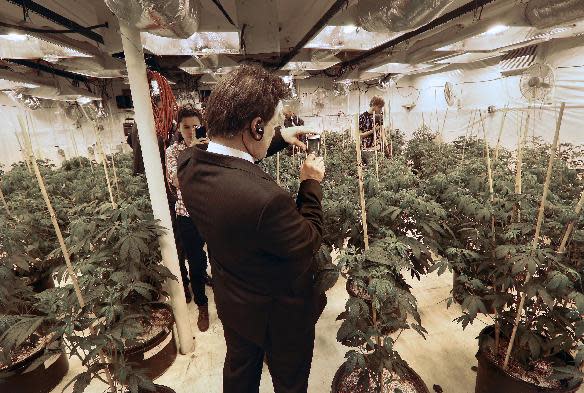 FILE -This Oct. 23, 2013 file photo shows Mexican lawmaker Fernando Belaunzaran taking a photo with his phone while touring a legal marijuana grow room, at River Rock dispensary, in Denver. Several foreign lawmakers pushing for drug law reforms at home took a close up look the evolving legal marijuana industry in Colorado. From the Americas to Europe to North Africa and beyond, the marijuana legalization movement has unprecedented traction, a nod to successful efforts in Colorado, Washington and the small South American nation of Uruguay, which in December became the first country to approve nationwide pot legalization. (AP Photo/Brennan Linsley, File)