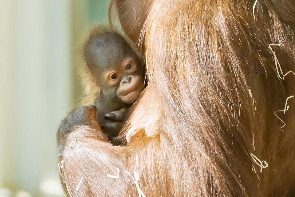 PIC FROM Kennedy News / Daniel Zupanc (PICTURED: SARI GAVE BIRTH TO A BABY ON JUNE 19TH AT SCHONBRUNN ZOO) This is the incredible moment an orangutan delivered a healthy baby - with the new mum even caught on camera pulling the infant out before tenderly cradling it in her arms. Proud mum Sari gave birth on Sunday [June 19th] in front of a delighted crowd at Schonbrunn Zoo in Vienna. Fascinating footage shows the 13-year old critically-endangered mother in a nest of hay before calmly delivering her baby and taking a well-earned rest with the little one nested in her arms. DISCLAIMER: While Kennedy News and Media uses its best endeavours to establish the copyright and authenticity of all pictures supplied, it accepts no liability for any damage, loss or legal action caused by the use of images supplied and the publication of images is solely at your discretion. SEE KENNEDY NEWS COPY - 0161 697 4266