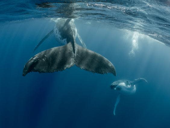 It’s assumed that male humpbacks sing to attract females (Getty)