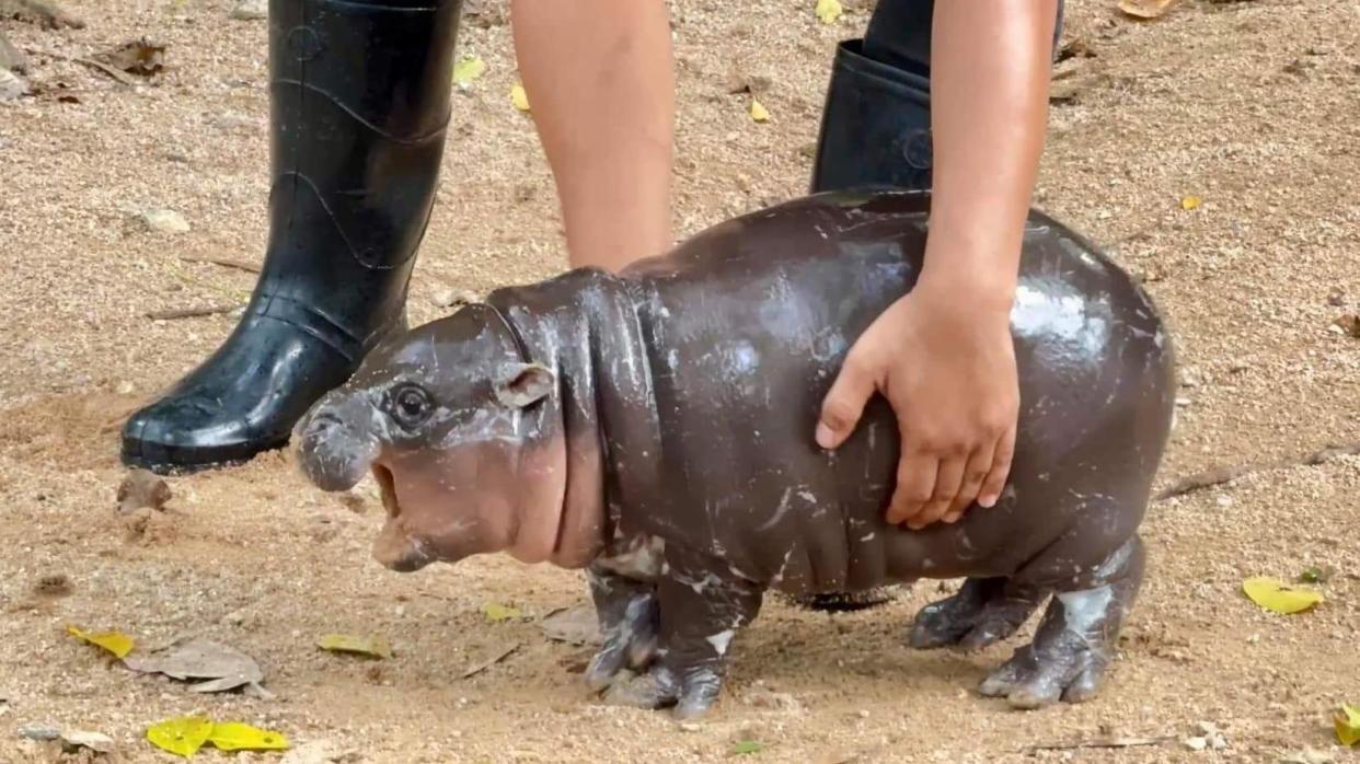 Moo Deng, the pygmy hippo, facing left and being picked up by a zoo keeper.