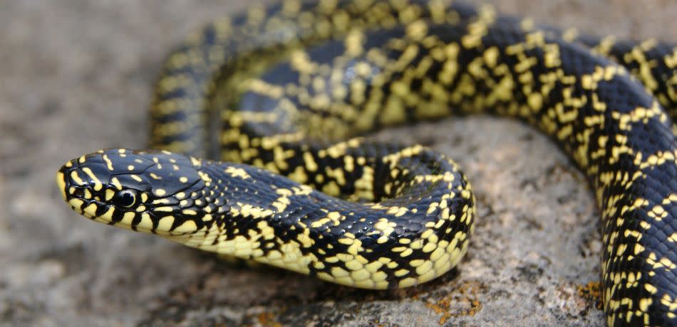 Arkansas teacher, students reproduce endangered snake species in class