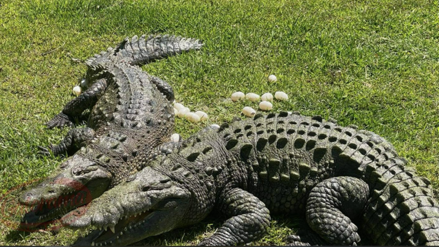 Monster 14-foot crocodile stalked pets, evaded capture for weeks
