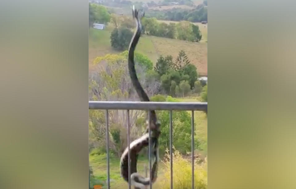 Cooroy Sunshine Coast Queensland male python snakes wrestle from roof above veranda.