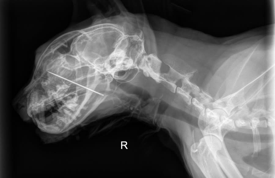 PHOTOS: Cat attempts to eat sewing needle, lodges it into nasal cavity