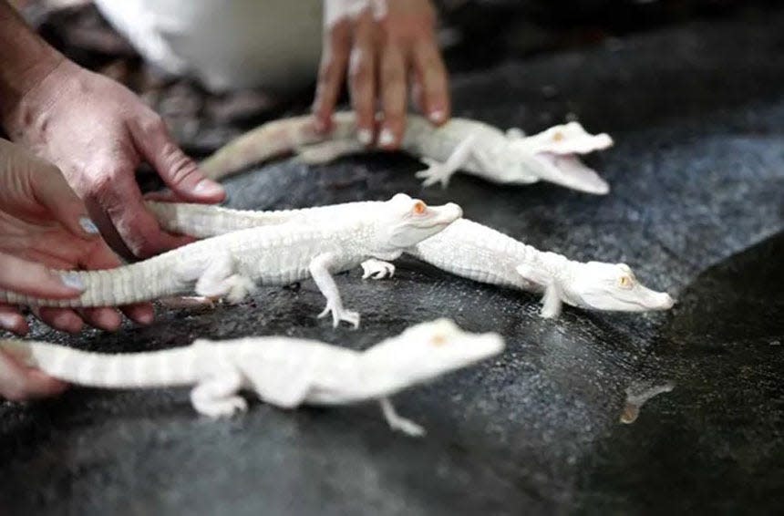 Four albino alligators were added to the St. Augustine Alligator Farm Zoological Park on Dec. 23, 2014.