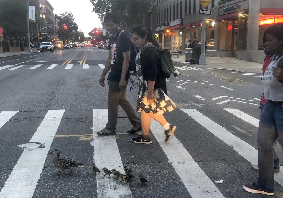 In this Sunday, July 28, 2019 photo provided by Lynn Harris, a mother duck leads her ducklings along a sidewalk on Seventh Avenue in the Brooklyn borough of New York. The ducks were crossed Sixth Street to avoid a dog when three of the ducklings fell into a storm drain. A pair of New York Police Department SWAT team members managed to rescue the ducklings and turn them over to a wildlife rehabilitator. (Lynn Harris via AP)