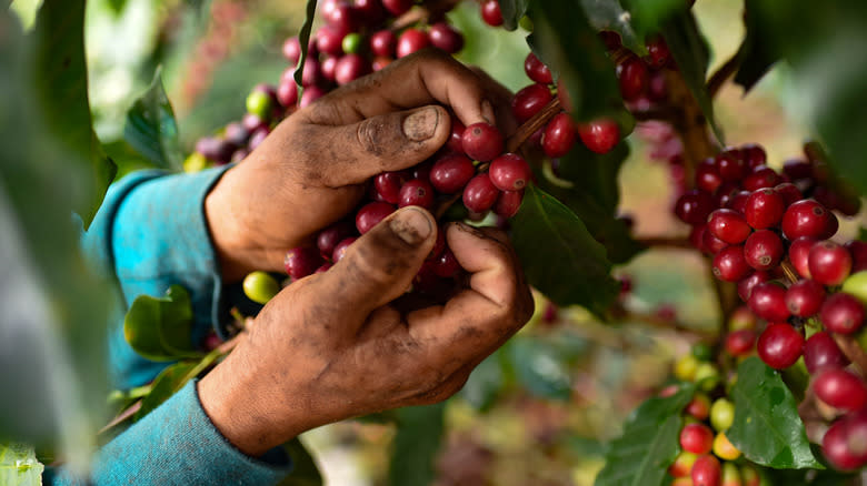 hand picking coffee cherries