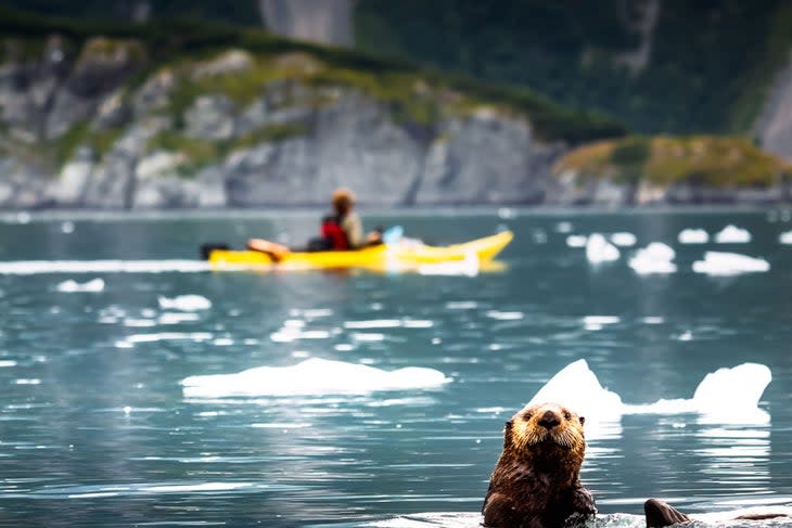 A curious sea otter in Kenai Fjords National Park