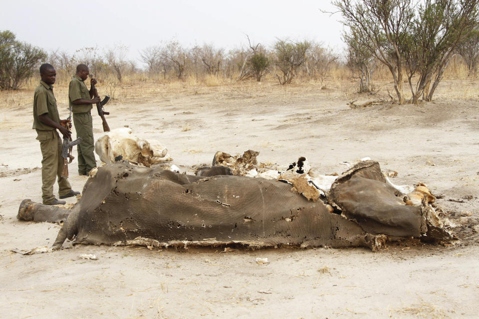 FILE - In this Sunday, Sept. 29, 2013 file photo, workers look at a rotting elephant carcass in Hwange National Park, Zimbabwe. The United Nations Environmental Program (UNEP) is marking the U.N.'s first ever World Wildlife Day Monday, March 3, 2014 to raise awareness about an illicit global trade in illegal timber, elephant ivory and rhino horns worth an estimated $19 billion. (AP Photo, File)