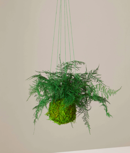 Artisan Moss Preserved Fern Kokedama