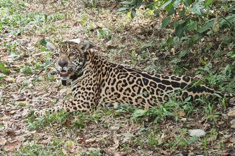 Capturaron una yaguareté hembra en Misiones y le colocaron un collar de monitoreo con el fin de seguirla en detalle y así proteger la especie