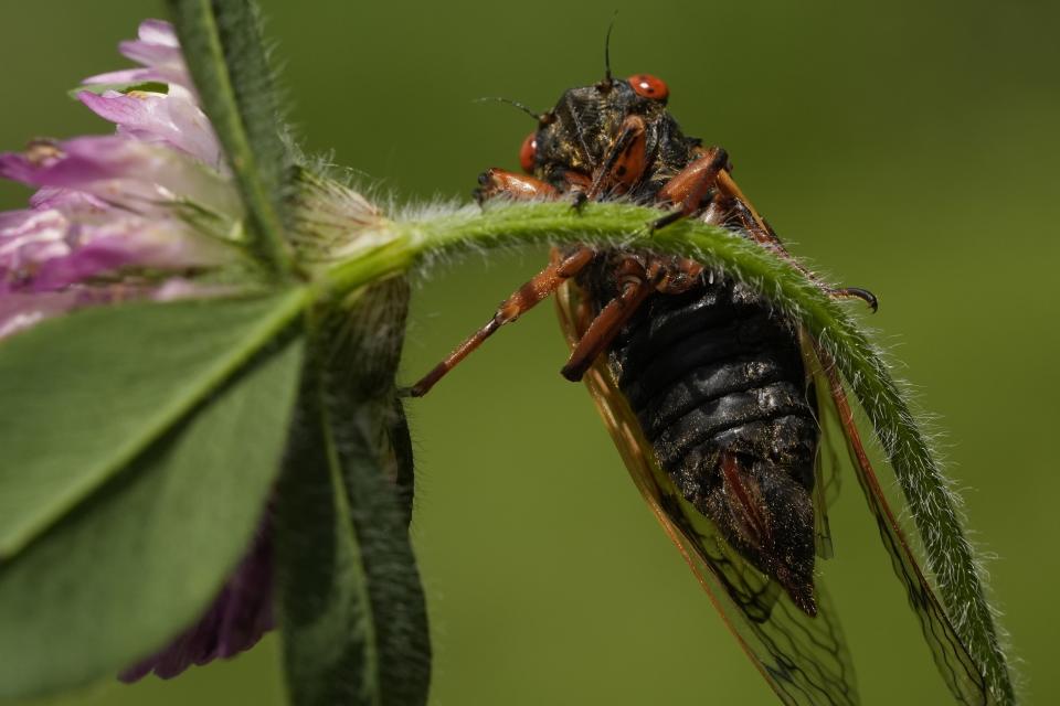 A periodical cicada is visible at the Lincoln Log Cabin State Historical Site on Saturday, May 18, 2024, in Lerna, Ill. (AP Photo/Carolyn Kaster)