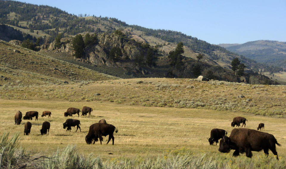 FILE - In this Aug. 3, 2016 file photo, a herd of bison grazes in the Lamar Valley of Yellowstone National Park in Wyo. A study of grazing in Yellowstone National Park found that bison essentially mow and help fertilize their own grass. This allows allowing them to feed in one area for two to three months during the spring and summer. Researchers say they found that large numbers of bison grazing in one area stimulates the growth of nutritious grasses and keeps the area greener longer. (AP Photo/Matthew Brown, File)