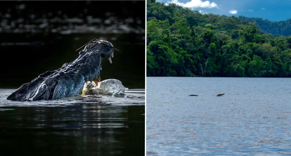 Left image is of crocodile eating plastic bottle. Right image is a photo of the Daintree River with a crocodile swimming and trees in the background.