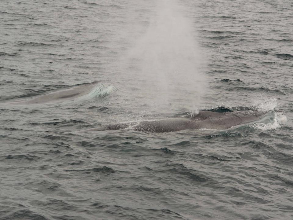 fin whales