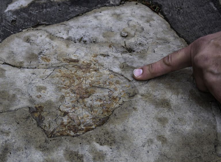 El hallazgo en una de las piedras en los alrededores del Planetario