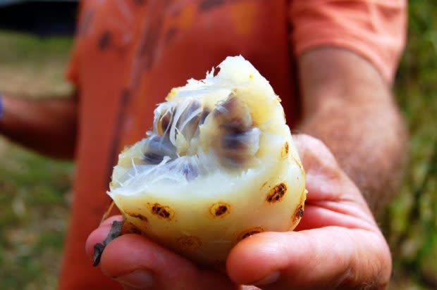 "Si alguna vez te encuentras con un noni, te recomiendo mantener un brazo de distancia entre la fruta y tu nariz"