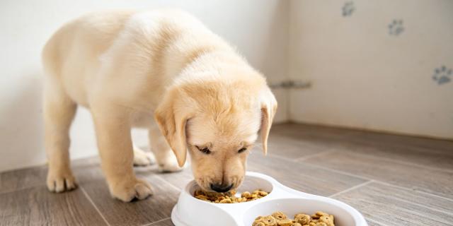 what brands of dog food are being recalled