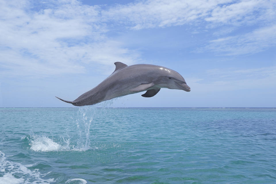 Bottlenose dolphin (Tursiops truncatus) jumping in the sea. Caribbean Sea, Roatan, Bay Islands, Honduras.