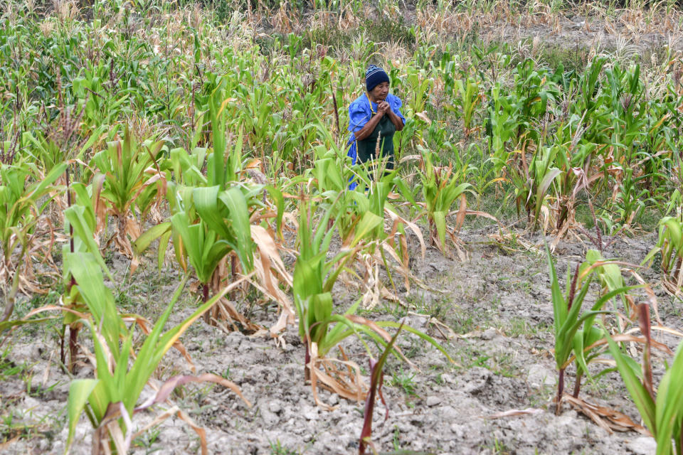 Santos Rodriguez, 70, walks through a cornfield affected by drought in Honduras on Aug. 15, 2018. (Photo: ORLANDO SIERRA via Getty Images)