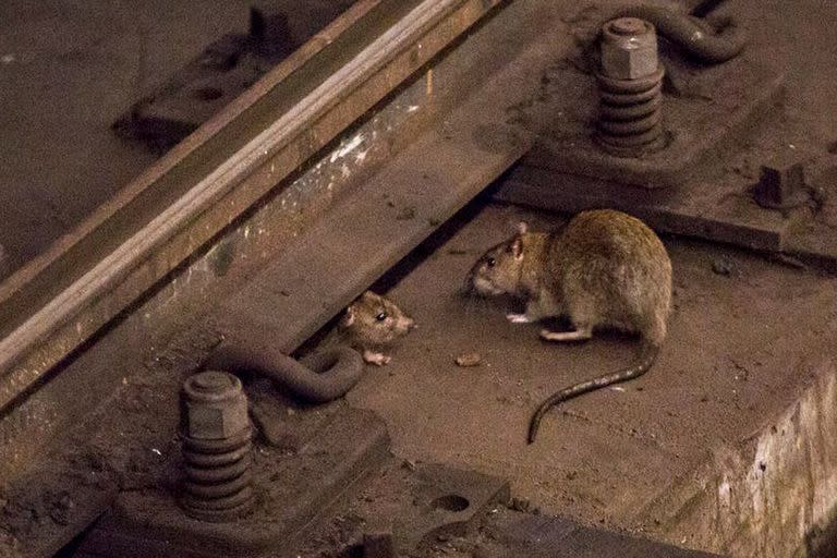 Un virus de hepatitis E ha pasado de ratas a humanos por lo menos 11 veces en Hong Kong, y podría estar sucediendo en el resto del mundo.