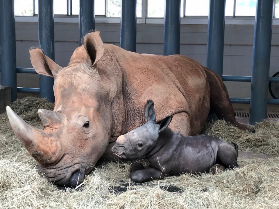 Over the years, 13 white rhinos have been born at Disney's Animal Kingdom, including Ranger who was born on Oct. 25, 2020 to mom Kendi.