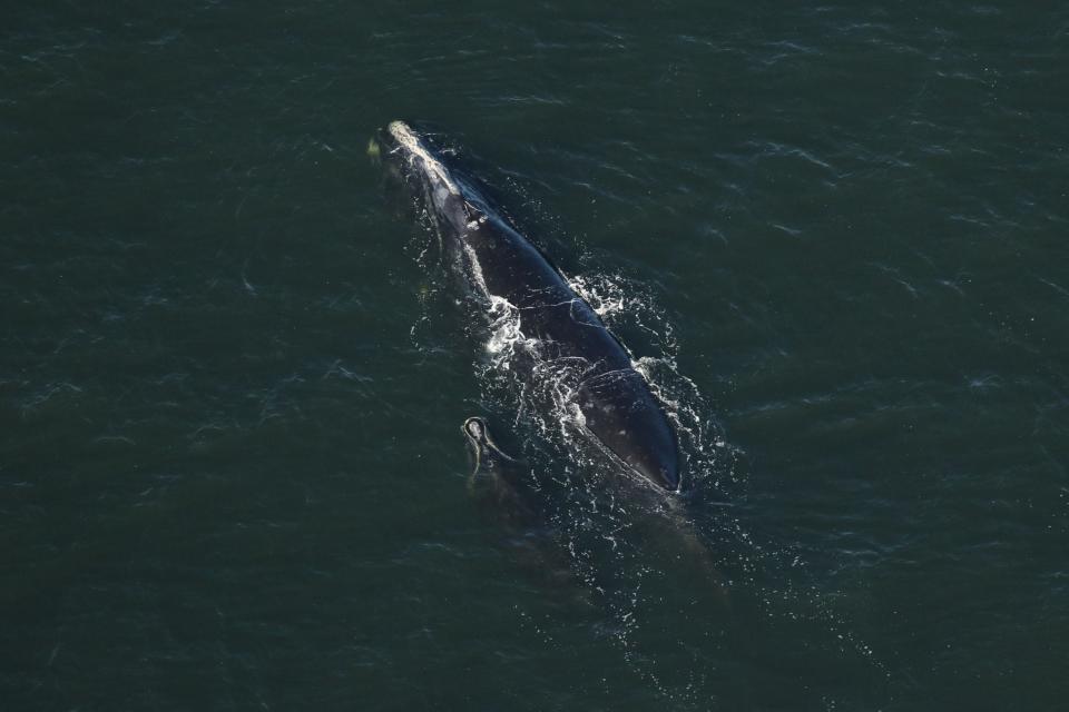 Right whale 'Butterfly' and calf were sighted off Ponte Vedra, Fl. on Jan. 27, 2024.